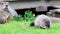 Groundhog mother looks over two young kits eating grass near shed