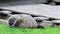 Groundhog mother looks over two young kits eating grass near shed