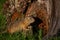 Groundhog near a tree in a clearing, Russia, Altai