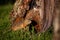 Groundhog near a tree in a clearing, Russia, Altai