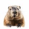 Groundhog Portrait: Sharp, Clever Humor In Spirited Orton Effect Style