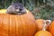 Groundhog in a pumpkin