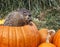 Groundhog in a pumpkin