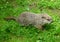 Groundhog searching for food on the grass