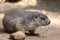 Groundhog sits on ground and looks to the side