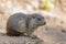 Groundhog sits on ground and looks to the side