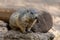 Groundhog sits on ground and looks to the side