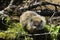 Groundhog sitting on the bank of a marsh.