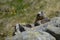 Groundhog sitting behind a Rock watching