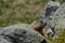 Groundhog sitting behind a Rock watching