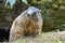 Groundhog sitting at the entrance to the burrow