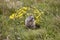 Groundhog sitting on the ground looking at camera. Wildlife. Forecaster