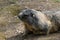 Groundhog sitting in the meadow near the entrance to the burrow