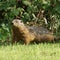 Groundhog standing in the grass.