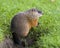 Groundhog Stock Photo. Close-up profile side view foraging for food in the grass and displaying brown fur, tail, paw, ear, eye,