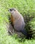 Groundhog Stock Photo. Close-up profile side view sitting at the entrance of its burrow with grass background in its environment