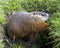 Groundhog Stock Photo. Close-up view at the entrance of its burrow with grass background in its environment and surrounding