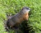 Groundhog Stock Photo. Close-up view at the entrance of its burrow standing and looking side ways with grass background in its