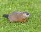 Groundhog Stock Photo. Foraging for food in the grass with blur background and foreground grass in its environment and surrounding