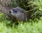 Groundhog Stock Photo. Head close-up profile view at the entrance of its burrow with blur grass foreground  in its environment and