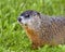 Groundhog Stock Photo. Head close-up side view with green grass foreground and background in its environment and surrounding
