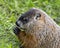 Groundhog Stock Photo. Head shot close-up profile view with blur background grass displaying, claws, ears, nose, eye, brown fur in