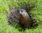 Groundhog Stock Photo. Sitting at the entrance of its burrow with grass in its environment and surrounding habitat. Image. Picture