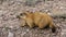 Groundhog Tajikistan Pamir