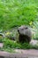 Groundhog or Woodchuck Eating Dandelion Leaf - Marmota monax