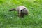 Groundhog or Woodchuck in Grassy Area - Front view - Marmota monax