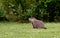 Groundhog or Woodchuck, marmota monax