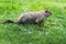 Groundhog or Woodchuck Side View - Marmota monax