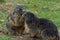 Groundhogs in love sharing food