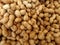 Groundnut, peanut, Arachis hypogaea