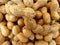 Groundnut, peanut, Arachis hypogaea