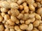 Groundnut, peanut, Arachis hypogaea