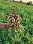 Groundnut plant image at farm in India