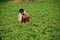 Groundnut plantation in Andhra Pradesh India