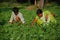 Groundnut plantation in Andhra Pradesh India