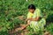 Groundnut plantation in Andhra Pradesh India