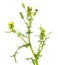 Groundsel or Senecio vulgaris isolated on white background. Poisonous and medicinal plant