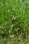 Groundsel - Senecio vulgaris, Norfolk, England, UK