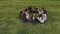 A group of 11 girls are sitting with notebooks on the grass in the park. Student work.