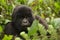 Group 13 young Male Mountain Gorilla