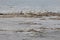 Group of 26 American White Pelicans Relaxing On Limestone Bedrock