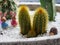 Group of 3 cactus positioned near a wooden hedgehog