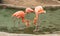 Group of 3 colorful flamingos standing in a pond