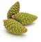 Group of 3 green cones of wild pine Pinus Silvestris L..
