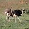 Group of 3 ostrich