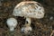 Group of 3 Shaggy Parasol Chlorophyllum rhachodes or Lepiota racodes Macrolepiota brunneum is mushroom of kingdom Fungi